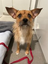Shelter Stray Male Dog last seen Near BLOCK ALABAMA, 1419 Bryant St, San Francisco, CA 94103, USA