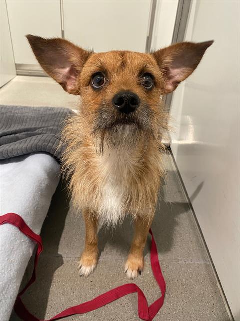 Shelter Stray Male Dog last seen Near BLOCK ALABAMA, 1419 Bryant St, San Francisco, CA 94103, USA
