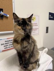 Shelter Stray Female Cat last seen TERKEN & LUTHER, 11232 B Ave, Auburn, CA 95603, USA