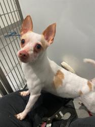 Shelter Stray Male Dog last seen Near BLOCK ALABAMA, 1419 Bryant St, San Francisco, CA 94103, USA