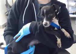 Shelter Stray Female Dog last seen 3RD/PALOU, 1419 Bryant St, San Francisco, CA 94103, USA