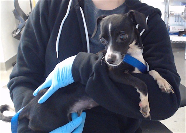 Shelter Stray Female Dog last seen 3RD/PALOU, 1419 Bryant St, San Francisco, CA 94103, USA