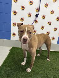 Shelter Stray Female Dog last seen SR 54, 19640 Dogpatch Ln, Land O' Lakes, FL 34638, USA