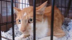 Shelter Stray Male Cat last seen TIMBERWOOD DR AND ACCORD ST, 19640 Dogpatch Ln, Land O' Lakes, FL 34638, USA