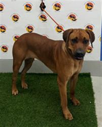 Shelter Stray Female Dog last seen PAUL S BUCHAN HWY/ HILLSBOROUGH RIVER, 19640 Dogpatch Ln, Land O' Lakes, FL 34638, USA