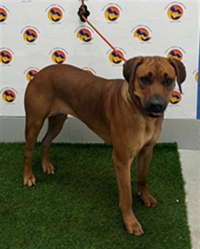 Shelter Stray Female Dog last seen PAUL S BUCHAN HWY/ HILLSBOROUGH RIVER, 19640 Dogpatch Ln, Land O' Lakes, FL 34638, USA