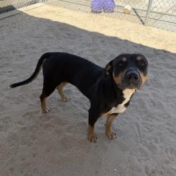 Shelter Stray Female Dog last seen JEFFERSON ST AND VARNER RD NEAR SUNCITY BLVD, 72050 Pet Land Pl, Thousand Palms, CA 92276, USA