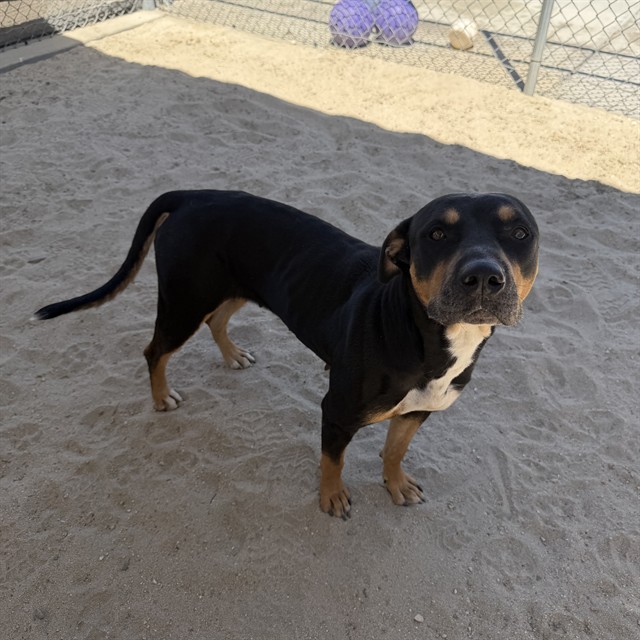 Shelter Stray Female Dog last seen JEFFERSON ST AND VARNER RD NEAR SUNCITY BLVD, 72050 Pet Land Pl, Thousand Palms, CA 92276, USA