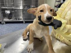 Shelter Stray Male Dog last seen Near BLOCK JACKSON ST, INDIO CA 92203, 72050 Pet Land Pl, Thousand Palms, CA 92276, USA