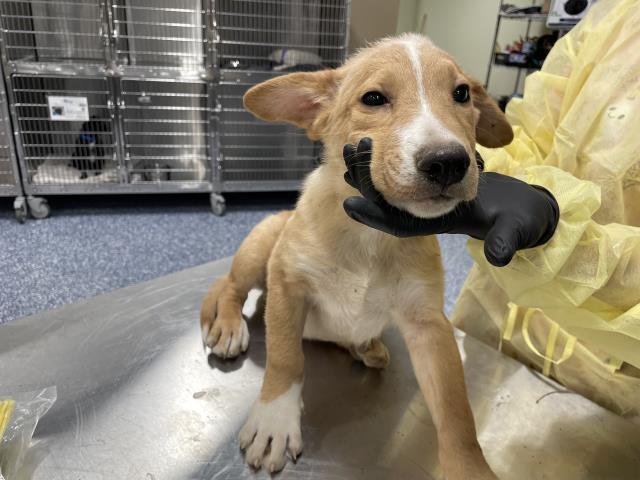 Shelter Stray Male Dog last seen Near BLOCK JACKSON ST, INDIO CA 92203, 72050 Pet Land Pl, Thousand Palms, CA 92276, USA