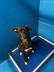 Shelter Stray Male Dog last seen Near BLK OF MAYBROOK AV,BAKERSFIELD CA, 201 S Mt Vernon Ave, Bakersfield, CA 93307, USA