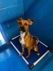 Shelter Stray Male Dog last seen Near BLK LOTUS LN, BAKERSFIELD, CA, 201 S Mt Vernon Ave, Bakersfield, CA 93307, USA