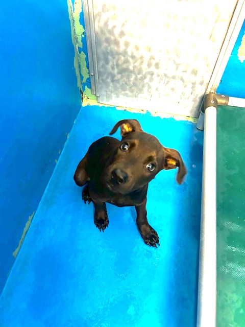 Shelter Stray Male Dog last seen S H STREET BAKERSFIELD, 201 S Mt Vernon Ave, Bakersfield, CA 93307, USA