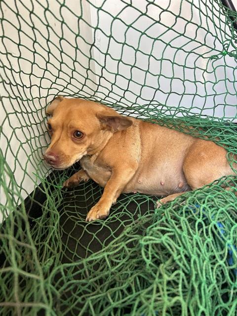 Shelter Stray Female Dog last seen Near BLK SAN PABLO AVE, BAKERSFIELD, CA, 201 S Mt Vernon Ave, Bakersfield, CA 93307, USA