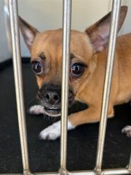 Shelter Stray Female Dog last seen Near BLOCK CHESTER AV, BAKERSFIELD, CA, 201 S Mt Vernon Ave, Bakersfield, CA 93307, USA