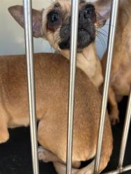 Shelter Stray Female Dog last seen Near BLOCK CHESTER AV, BAKERSFIELD, CA, 201 S Mt Vernon Ave, Bakersfield, CA 93307, USA