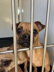 Shelter Stray Female Dog last seen Near BLOCK CHESTER AV, BAKERSFIELD, CA, 201 S Mt Vernon Ave, Bakersfield, CA 93307, USA