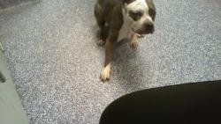 Shelter Stray Female Dog last seen CHARLOTTE, 8315 Byrum Dr, Charlotte, NC 28217, USA