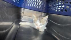Shelter Stray Male Cat last seen CHARLOTTE, 8315 Byrum Dr, Charlotte, NC 28217, USA