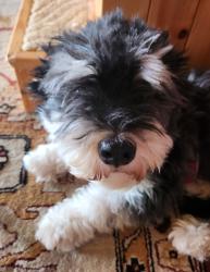 Found/Stray Female Dog last seen West Goret Rd, approx 1/4 mile from North Silverbell intersection, Tucson, AZ 85745