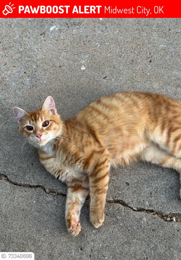 Lost Male Cat last seen midwest city highschool, Midwest City, OK 73110
