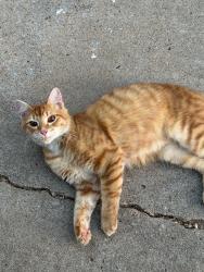 Lost Male Cat last seen midwest city highschool, Midwest City, OK 73110