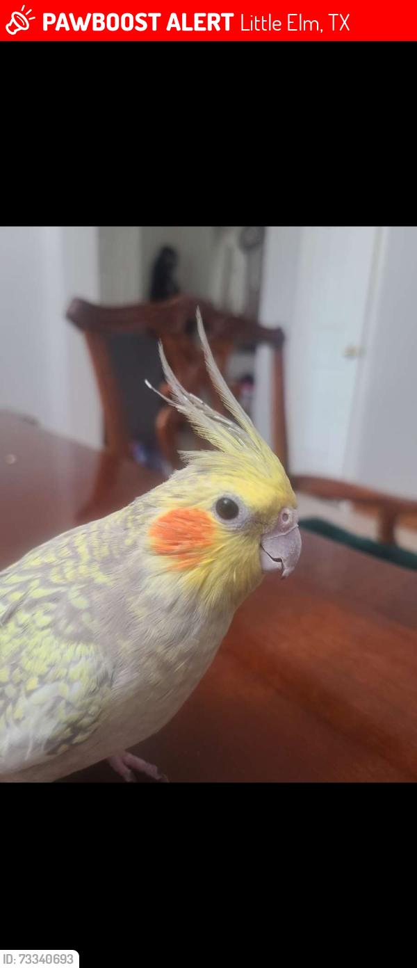 Lost Female Bird last seen CrossRidge Chuch, Little Elm, TX 75068