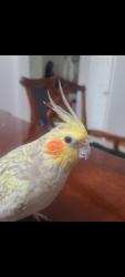Lost Female Bird last seen CrossRidge Chuch, Little Elm, TX 75068
