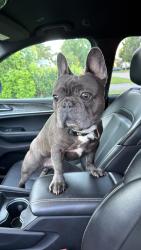 Lost Male Dog last seen Near n park dr, Irondequoit, NY 14609