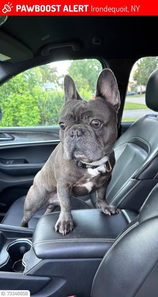 Lost Male Dog last seen Near n park dr, Irondequoit, NY 14609