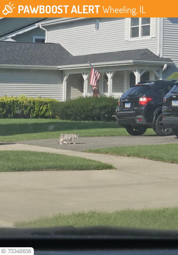 Found/Stray Unknown Cat last seen Across from a park, Wheeling, IL 60090