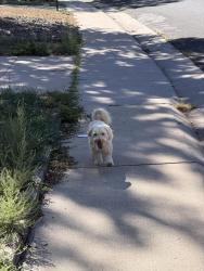 Reunited Unknown Dog last seen Espana St, Aurora, CO 80011
