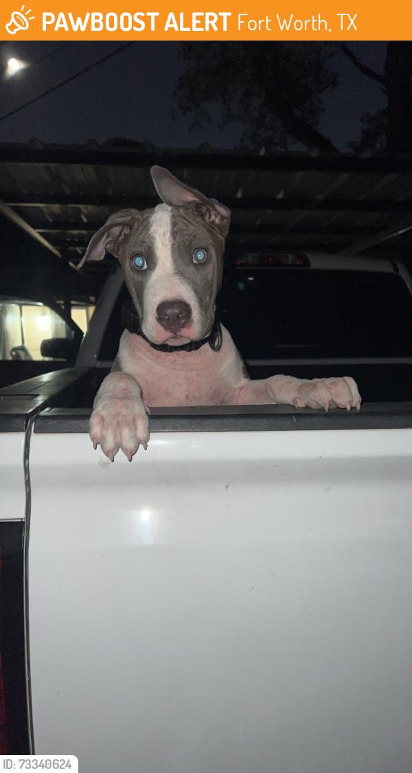 Found/Stray Male Dog last seen Riverside middle school, Fort Worth, TX 76111