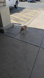 Found/Stray Female Dog last seen Andrews Hwy across from 7 brew, Midland, TX 79701
