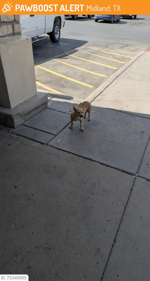 Found/Stray Female Dog last seen Andrews Hwy across from 7 brew, Midland, TX 79701