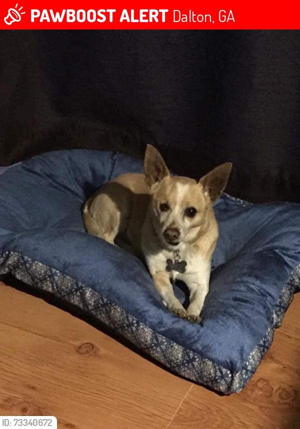 Lost Male Dog last seen Estados unidos, Dalton, GA 30721