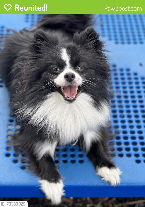 Reunited Female Dog last seen 75th and 22nd Ave, Kenosha, WI 53143