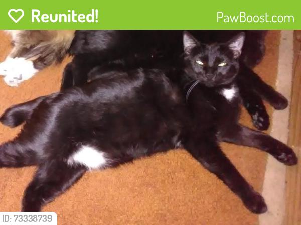 Reunited Female Cat last seen Obey Street, Pittsburgh, PA 15220