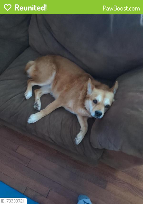 Reunited Female Dog last seen Dowling Road & Adams Road, Bloomfield Hills, MI 48304