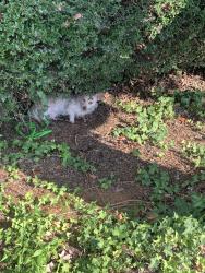 Reunited Male Dog last seen Near Lemans at Lawndale complex, Greensboro, NC 27408