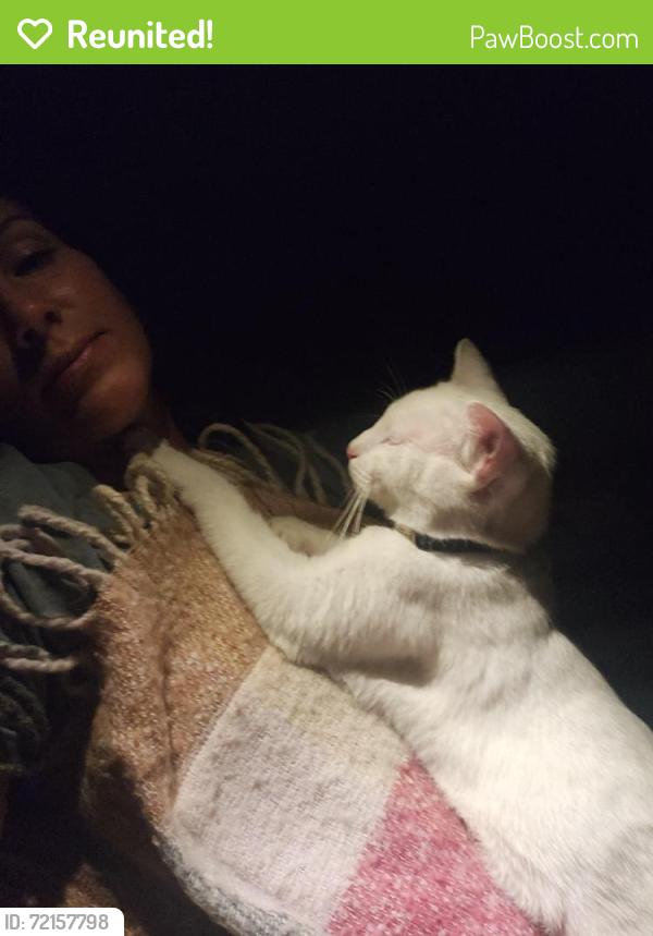 Reunited Male Cat last seen Edinger and goldenwest st, Huntington Beach, CA 92648
