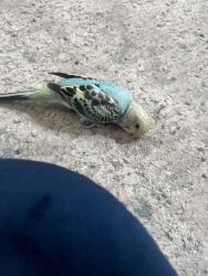 Lost Male Bird last seen Near Woodsview Way, Hilliard, OH 43026