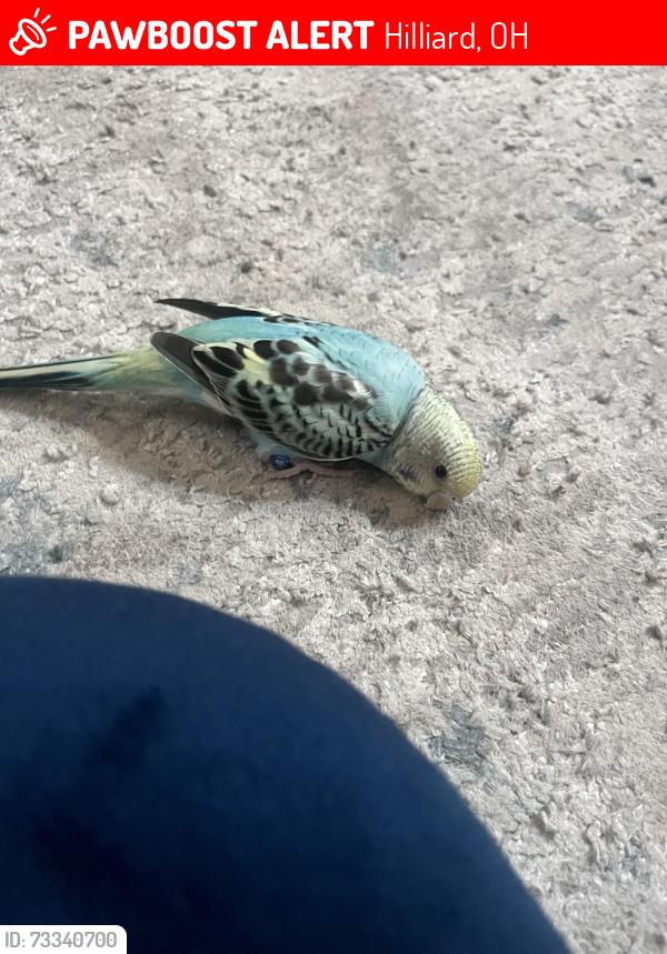 Lost Male Bird last seen Near Woodsview Way, Hilliard, OH 43026