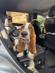 Lost Male Dog last seen Gossip & co nail spa, Cypress, TX 77429