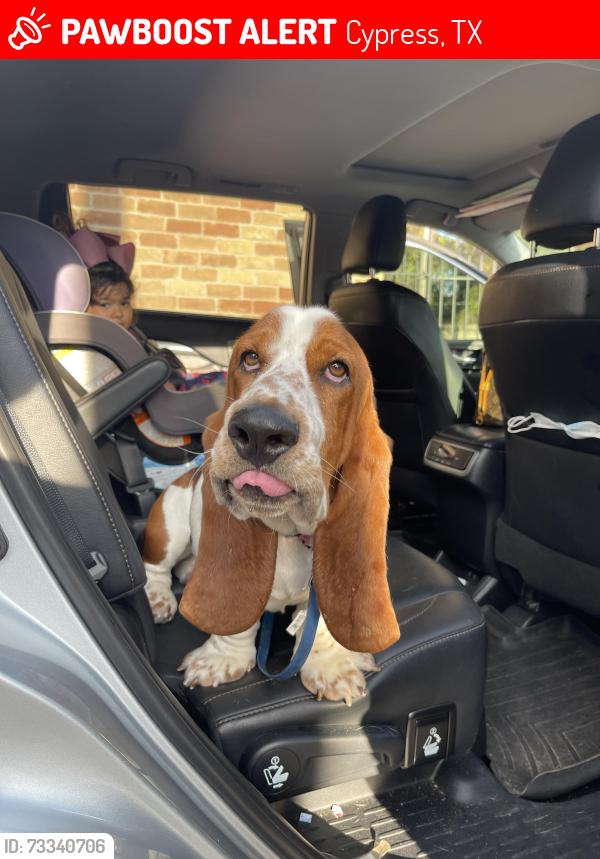 Lost Male Dog last seen Gossip & co nail spa, Cypress, TX 77429