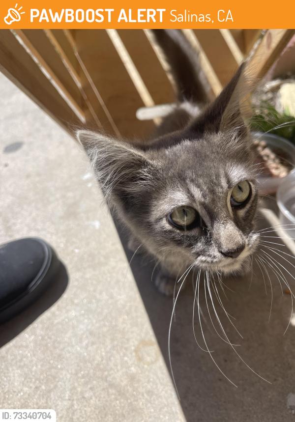 Found/Stray Unknown Cat last seen Montana, Salinas, CA 93905
