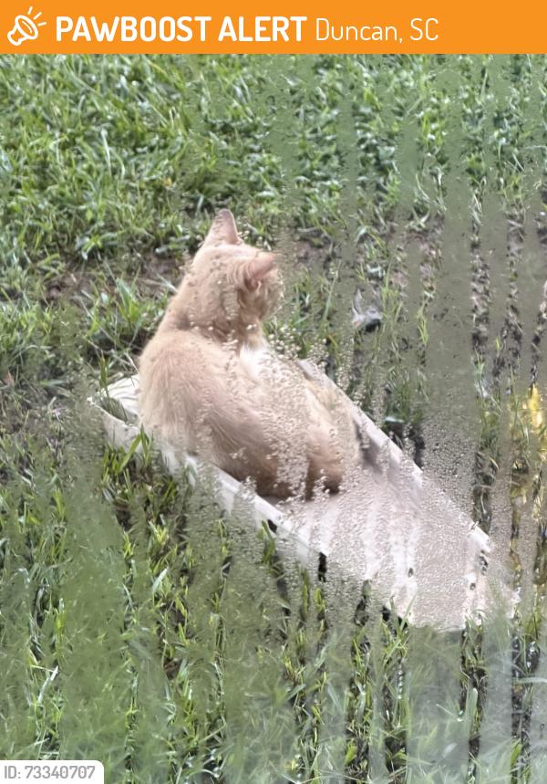Found/Stray Unknown Cat last seen Middle Tyger TMCA, Duncan, SC 29334