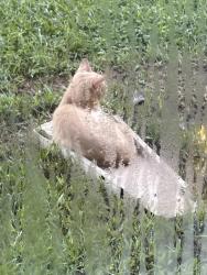 Found/Stray Unknown Cat last seen Middle Tyger TMCA, Duncan, SC 29334