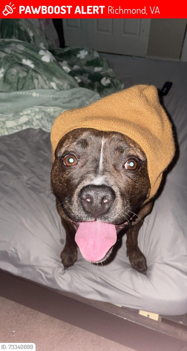 Lost Female Dog last seen Family dollar, Richmond, VA 23222