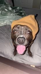 Lost Female Dog last seen Family dollar, Richmond, VA 23222